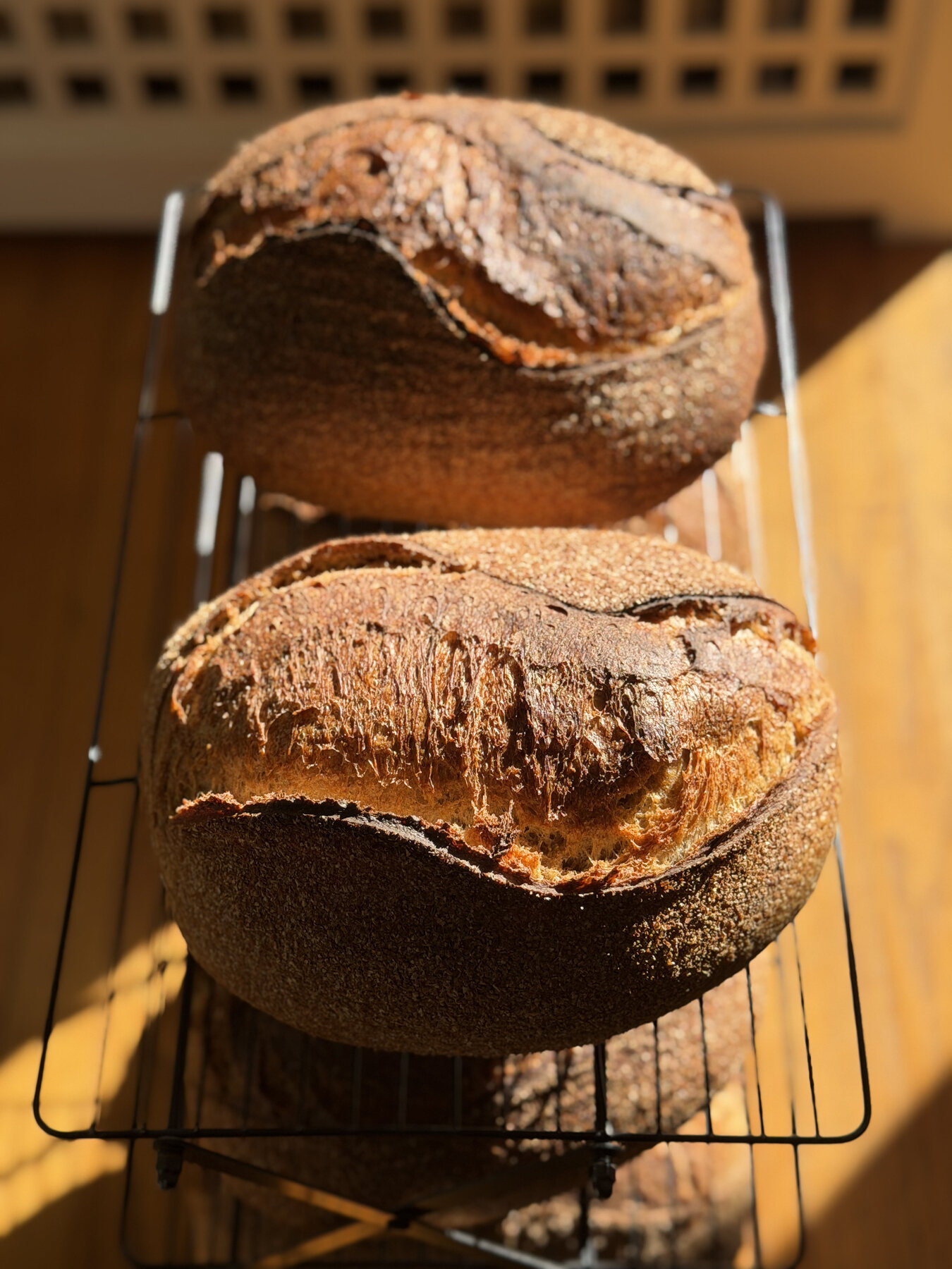 Two deeply browned classic sourdough loaves cooling on a rack