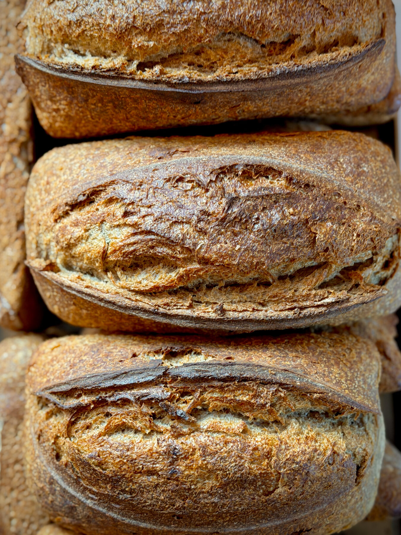 Freshly baked Biga sourdough loaves stacked after baking