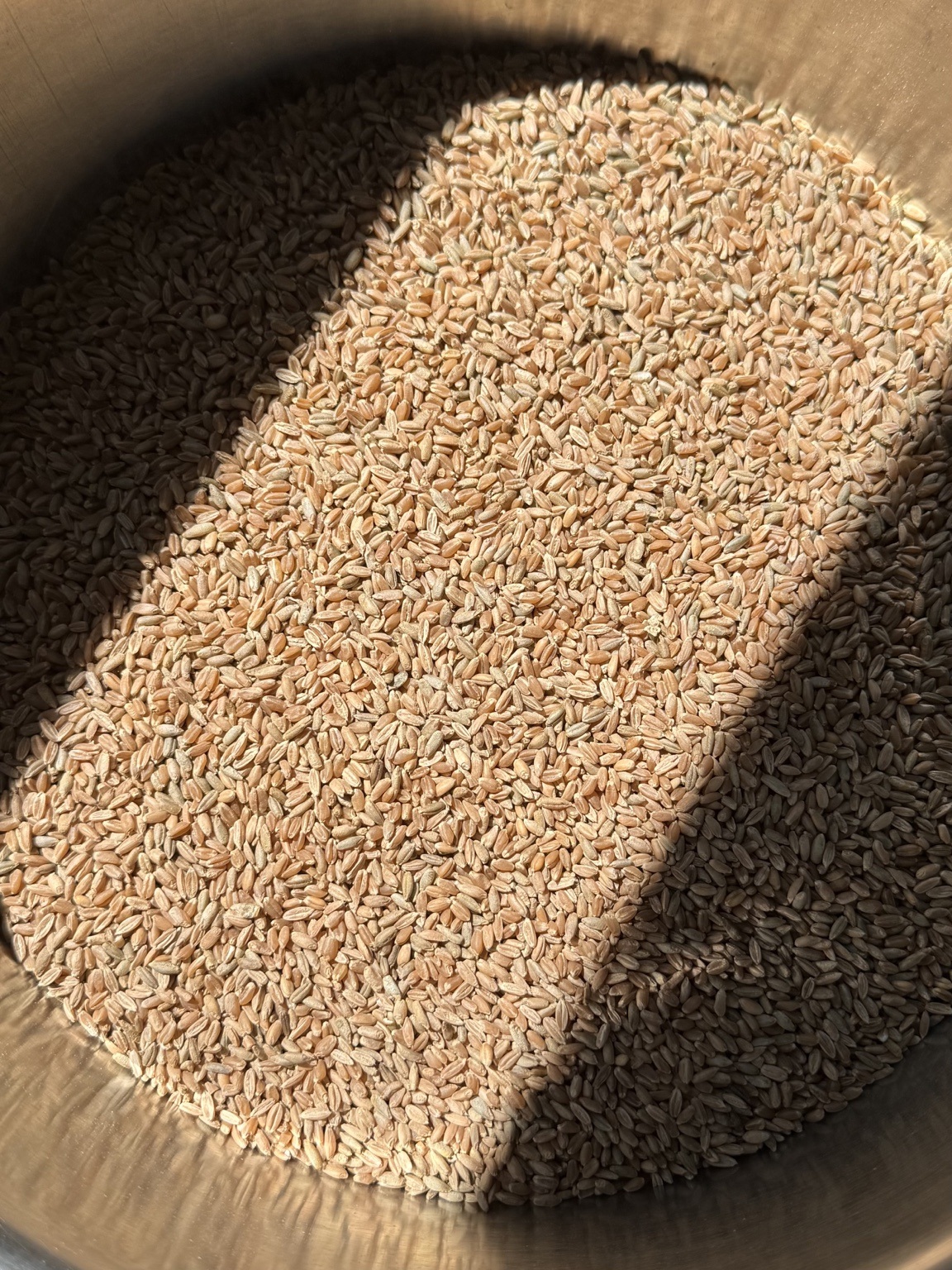 Whole grain berries illuminated by sunlight