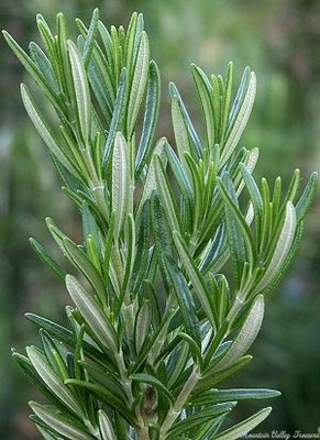 Fresh rosemary sprig