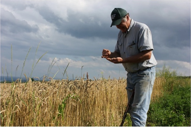 Klaas Martens examining wheat in a field