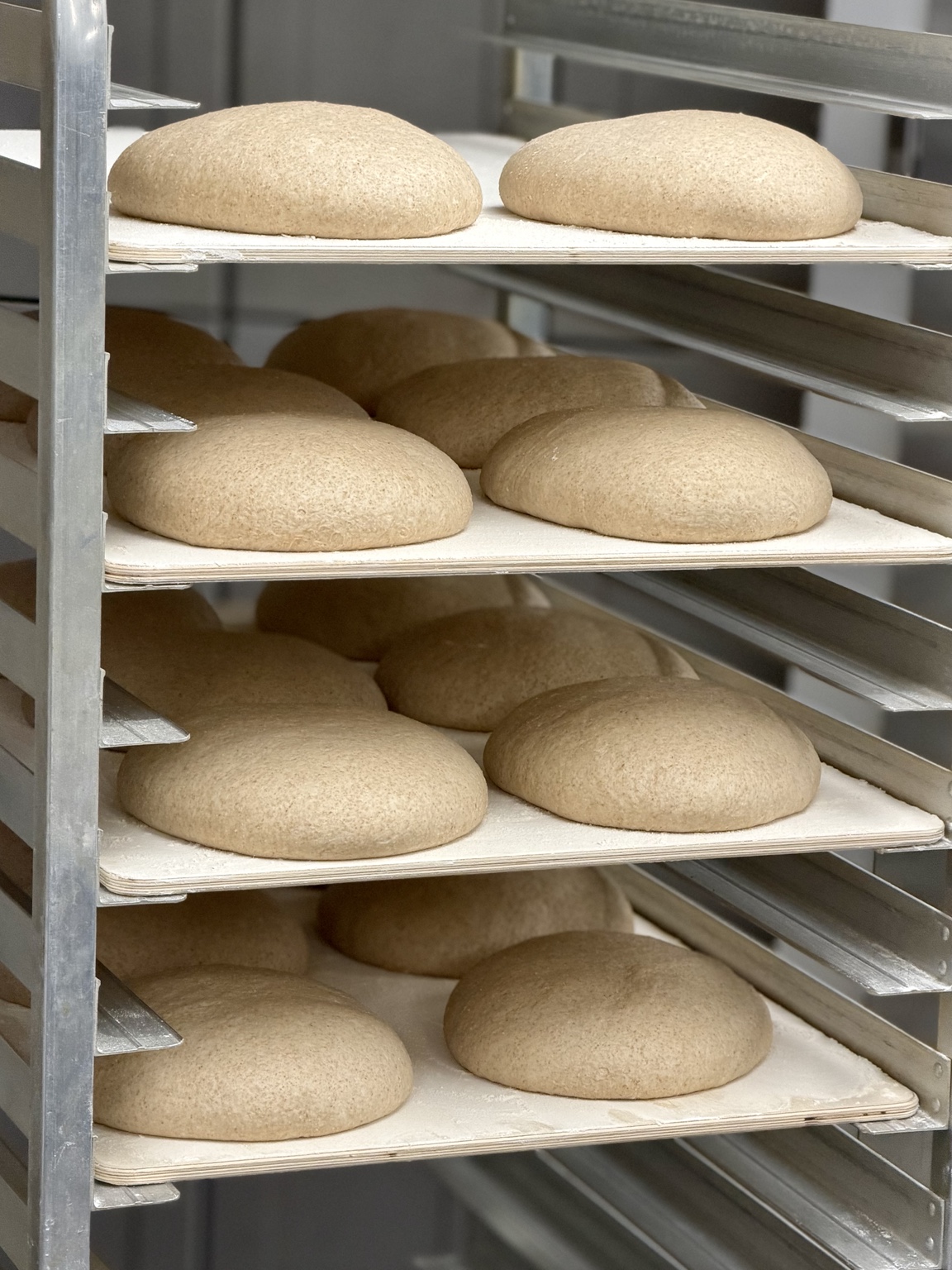Dough rounds proofing on boards in a speed rack